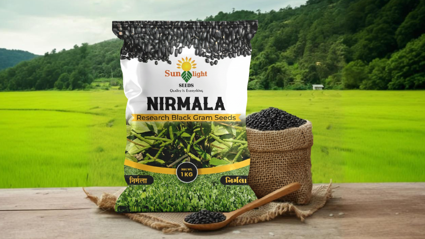 Sunlight – Black Gram Seeds